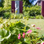 Erdbeeren im Garten – lecker und nachhaltig