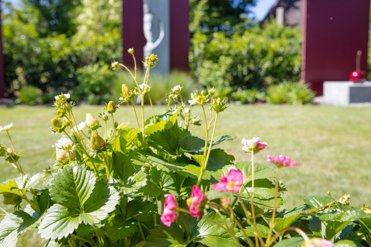 Symbolbild: Erdbeeren im Garten