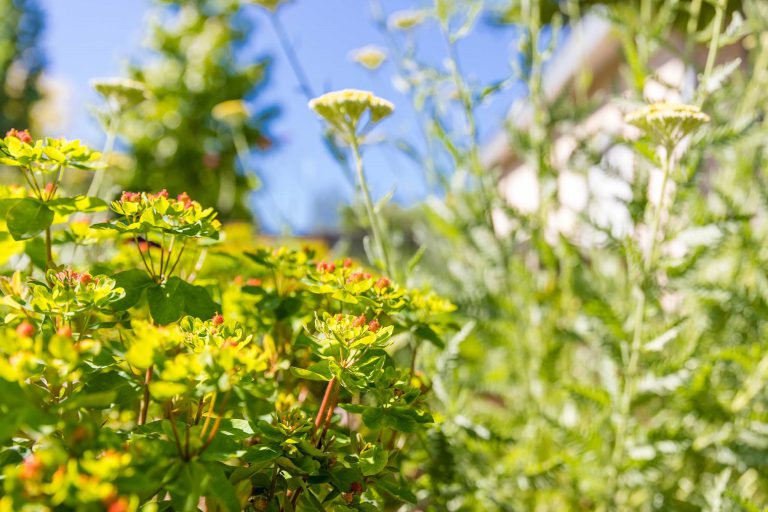 koetter_galabau_blog_biodiversitaet