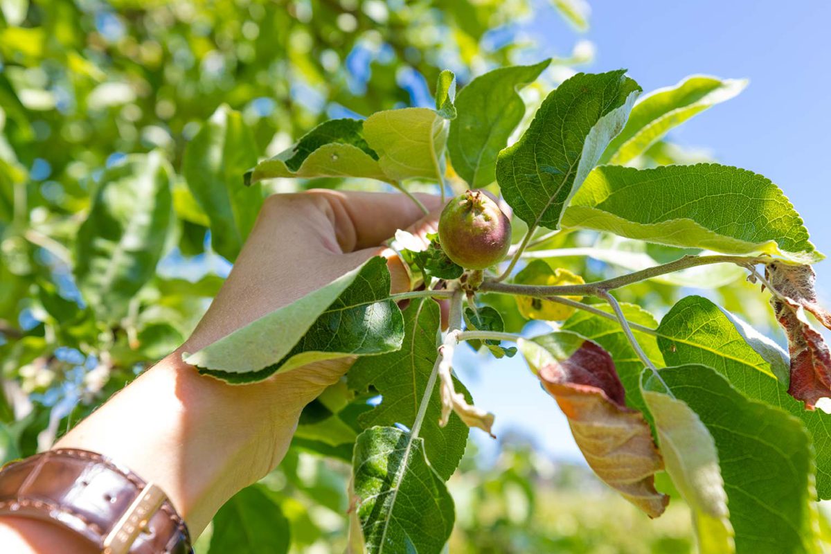 Symbolbild: Obstbaumschnitt