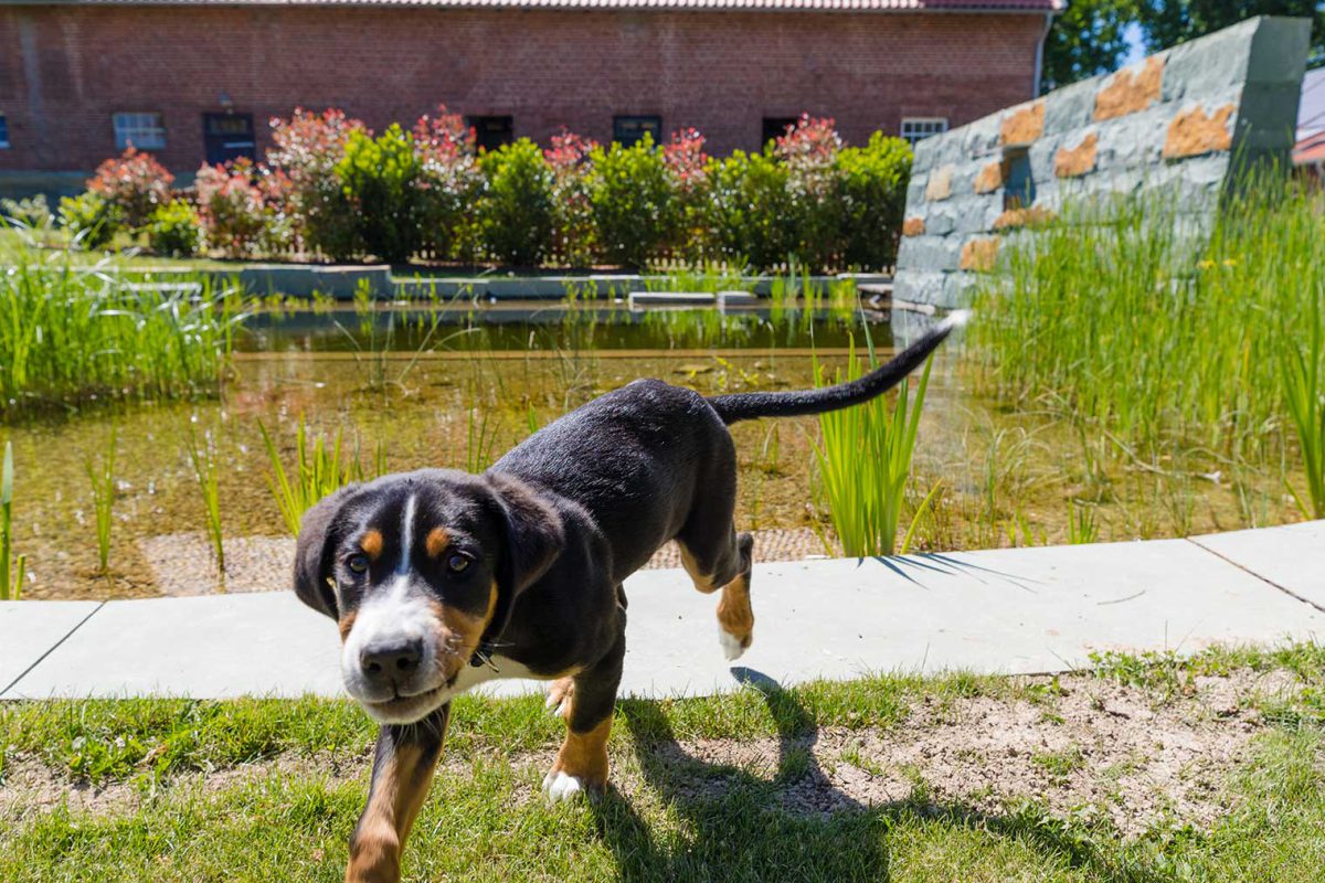 Symbolbild Gartenspaß für Vierbeiner - Hundefreundlicher Garten