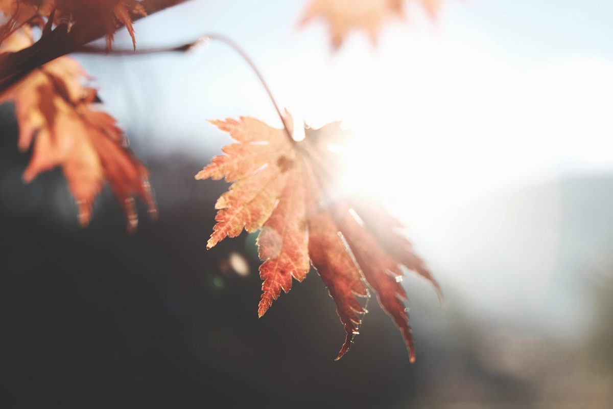 Symbolbild: Herbstschnitt