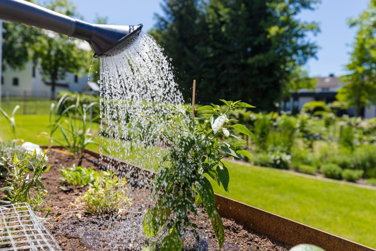 koetter_galabau_soest_blog_pflanzen_giessen