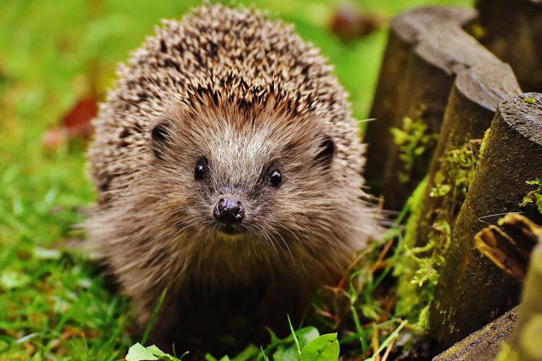 koetter_galabau_soest_blog_tiere_ueberwintern