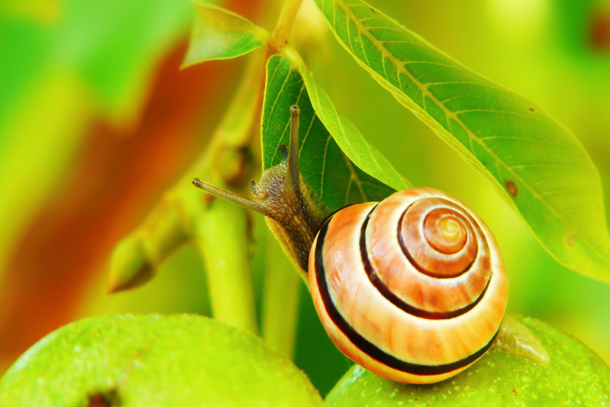 Symbolbild Schädlinge bekämpfen